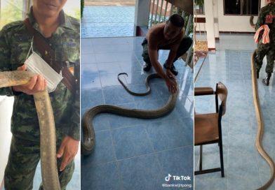 Giant king cobra caught turned out to be super friendly.