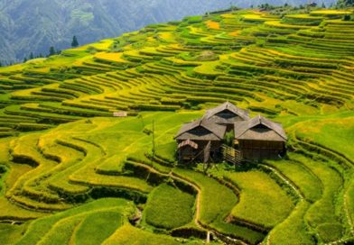 UNESCO-listed rice-fish-duck ecosystem benefits SW China’s Guizhou