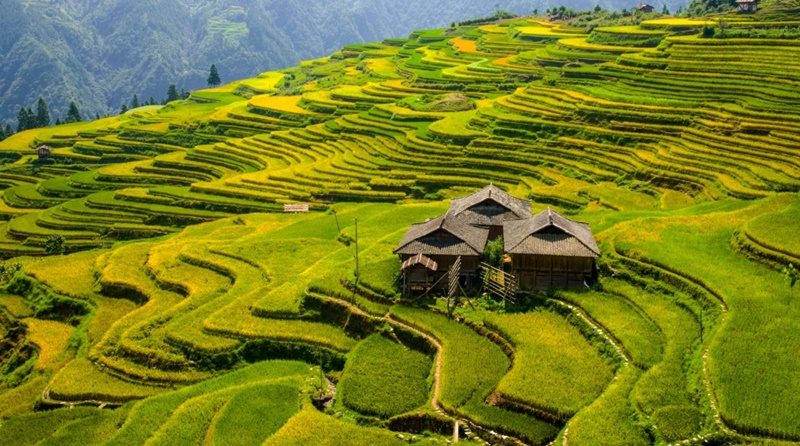 UNESCO-listed rice-fish-duck ecosystem benefits SW China’s Guizhou