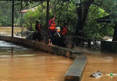 Thousands of animals trapped at badly-flooded park