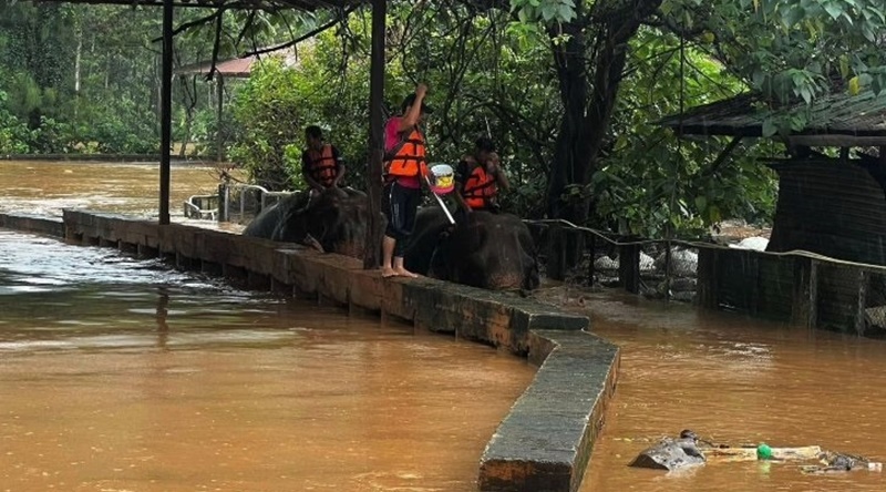 Thousands of animals trapped at badly-flooded park